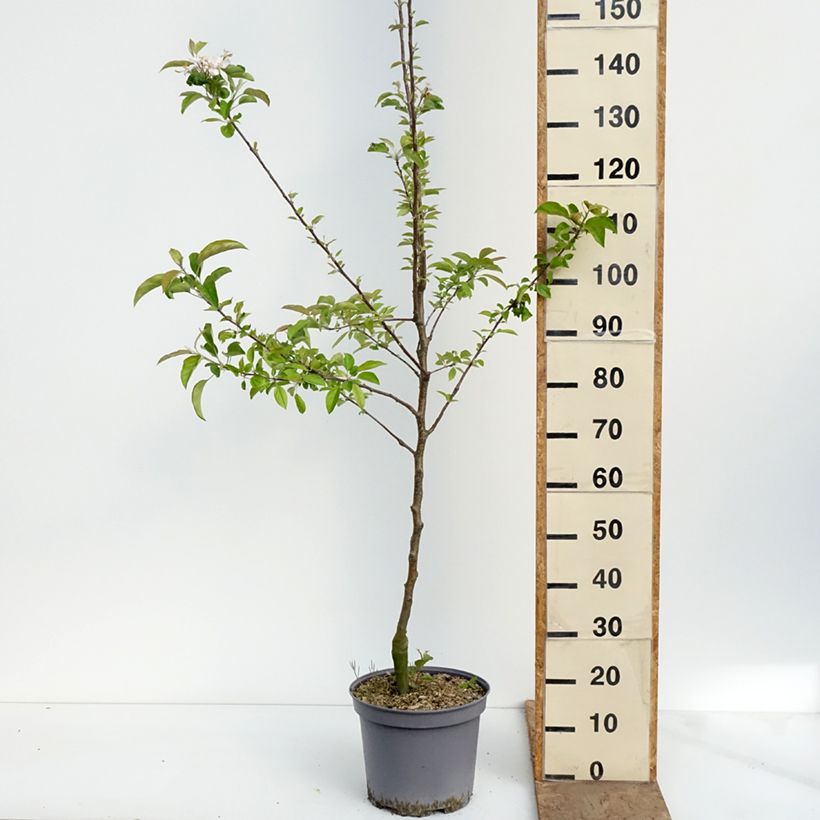 Apple Tree Reinette du Mans - Malus domestica 7.5L/10L pot, Goblet sample as delivered in spring