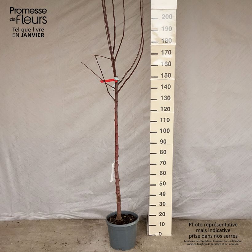 Apple Tree Reinette Grise du Canada 7.5L/10L pot, Half standard sample as delivered in winter