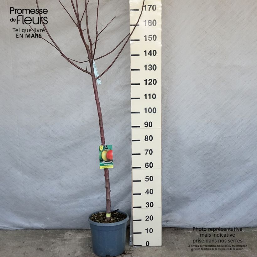 Apple Tree Reinette Grise du Canada 7.5L/10L pot, Half standard sample as delivered in spring