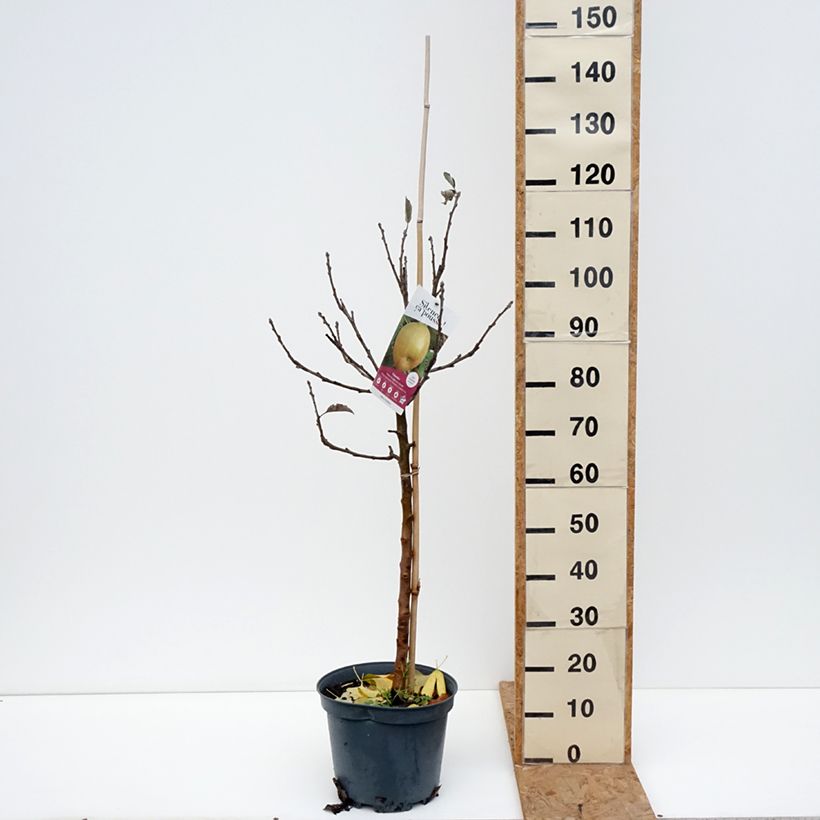 Apple Tree Reinette Grise du Canada 7.5L/10L pot, Goblet sample as delivered in autumn
