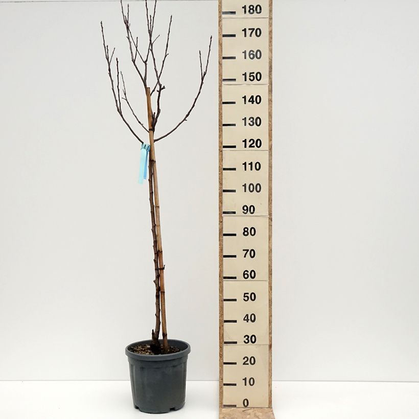Apple Tree Royal Gala - Malus domestica 7.5L/10L pot, Half standard sample as delivered in winter