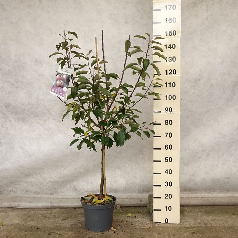 Apple Tree Royal Gala - Malus domestica 7.5L/10L pot, Goblet sample as delivered in autumn