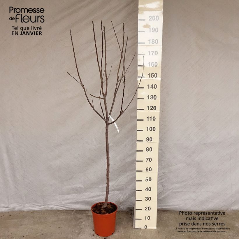 Apple Tree Royal Gala - Malus domestica 7.5L/10L pot, Goblet sample as delivered in winter