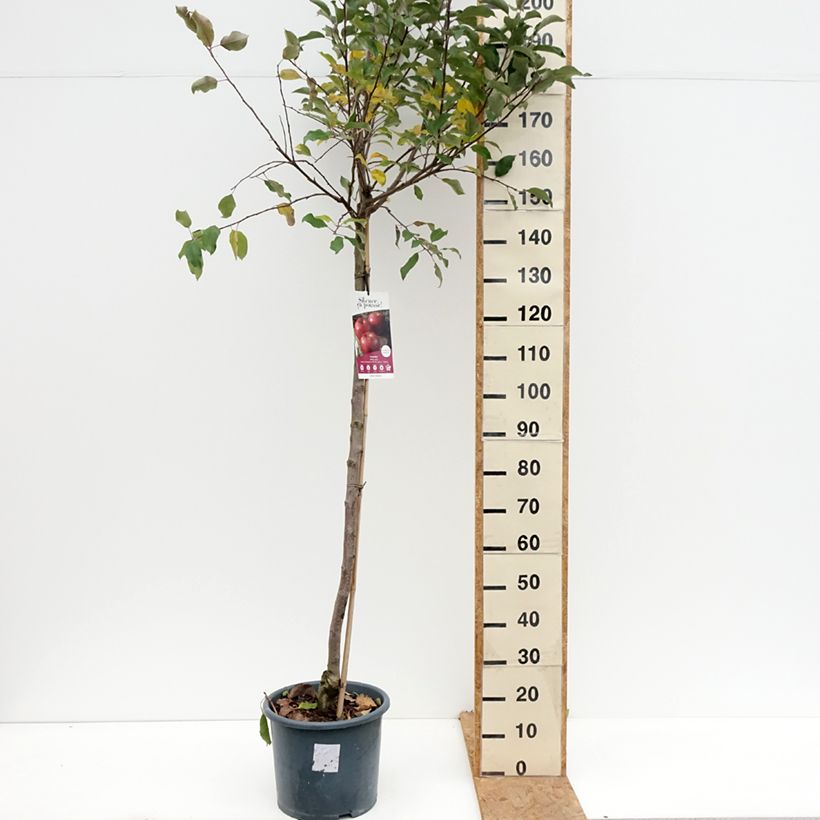 Apple Tree Royal Gala - Malus domestica 7.5L/10L pot, Half standard sample as delivered in autumn