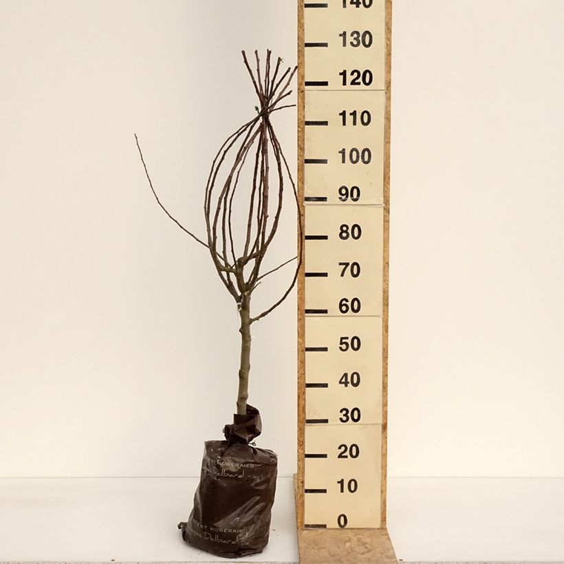 Apple Tree Royale Delbard Delfloga - Georges Delbard Ready-to-plant root ball, Goblet sample as delivered in spring