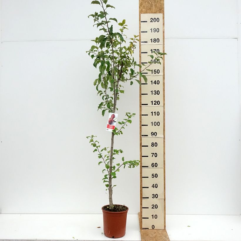 Apple Tree Starking Delicious - Malus domestica 7.5L/10L pot, Half standard sample as delivered in summer
