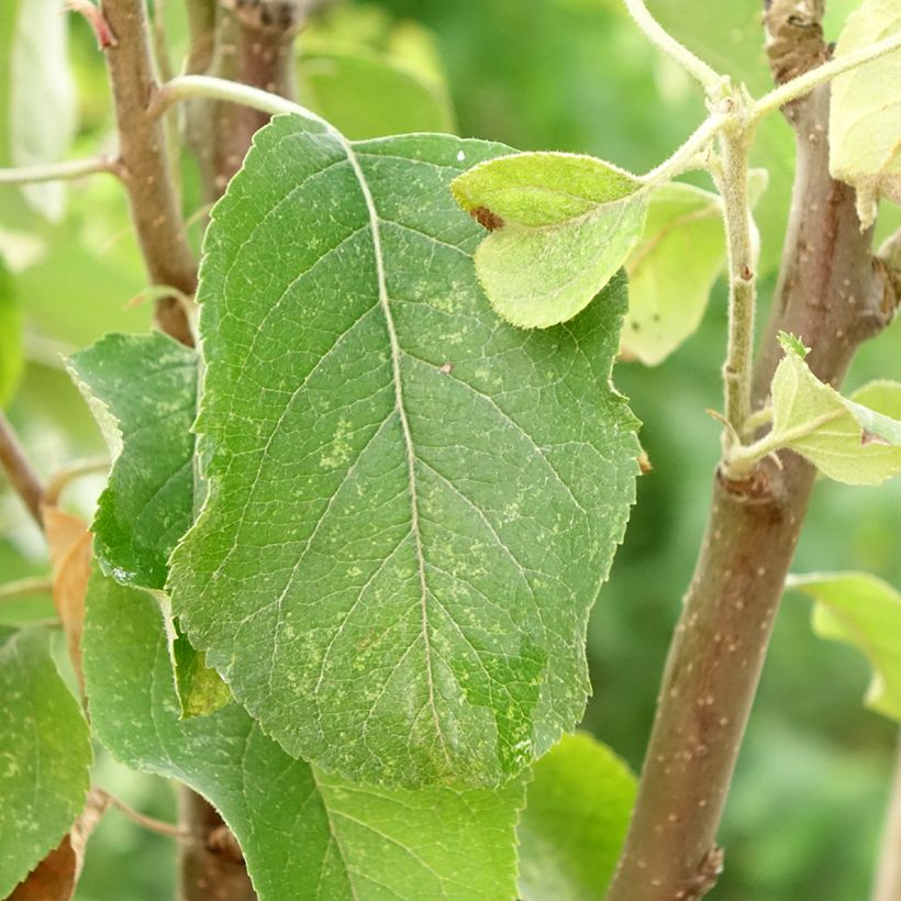 Apple Tree Starking Delicious - Malus domestica (Foliage)