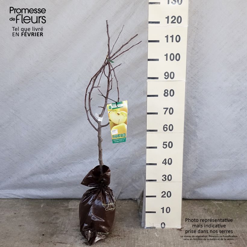 Apple Tree Temptation - Georges Delbard Ready-to-plant root ball, Goblet sample as delivered in winter