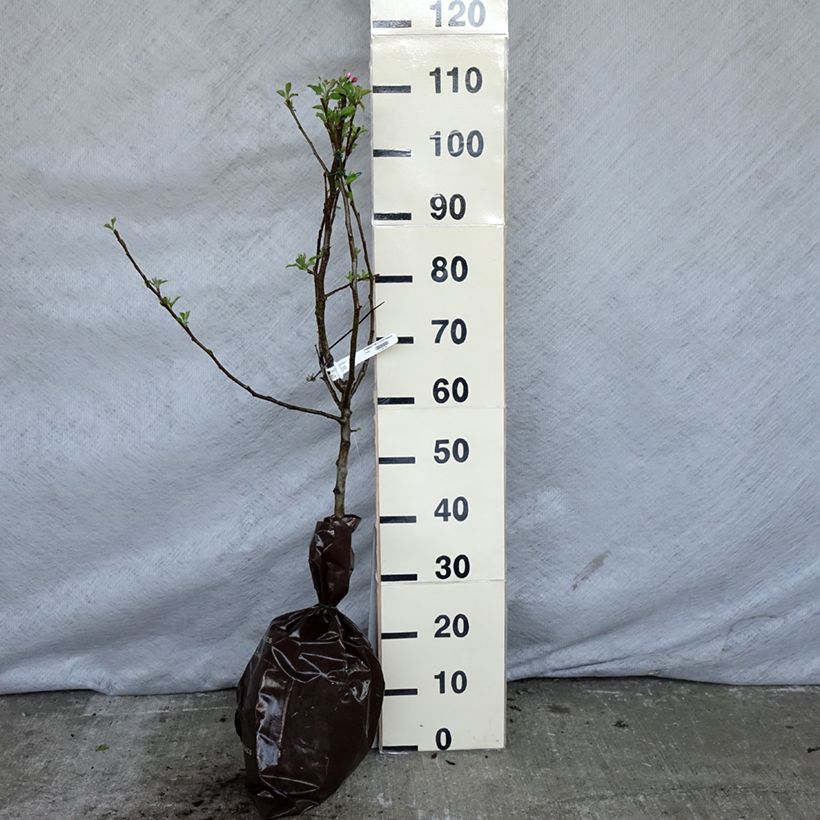 Apple Tree Temptation - Georges Delbard Ready-to-plant root ball, Goblet sample as delivered in spring