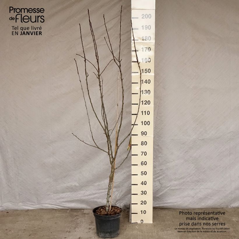 Apple Tree Transparente de Croncels - Malus domestica 7.5L/10L pot, Goblet sample as delivered in winter