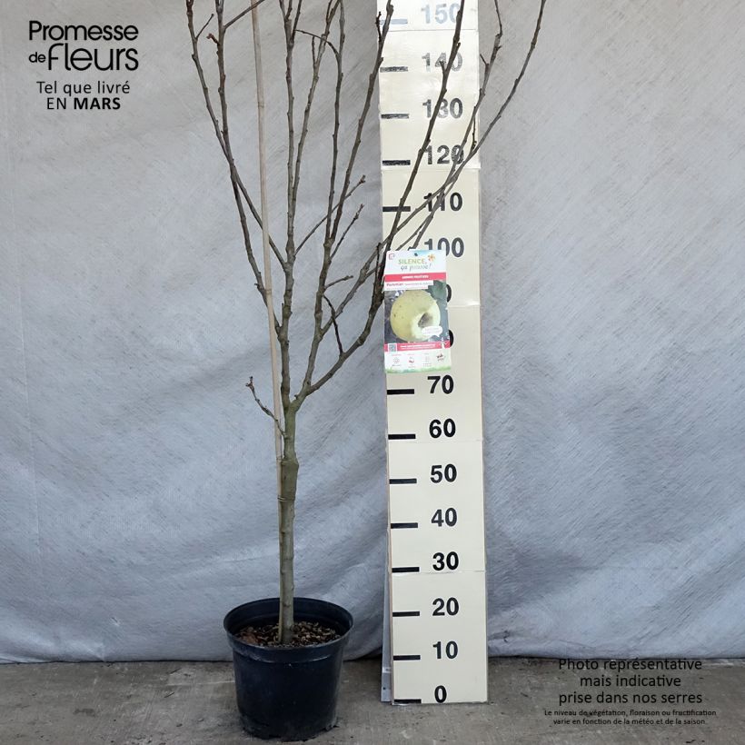 Apple Tree Transparente de Croncels - Malus domestica 7.5L/10L pot, Goblet sample as delivered in spring