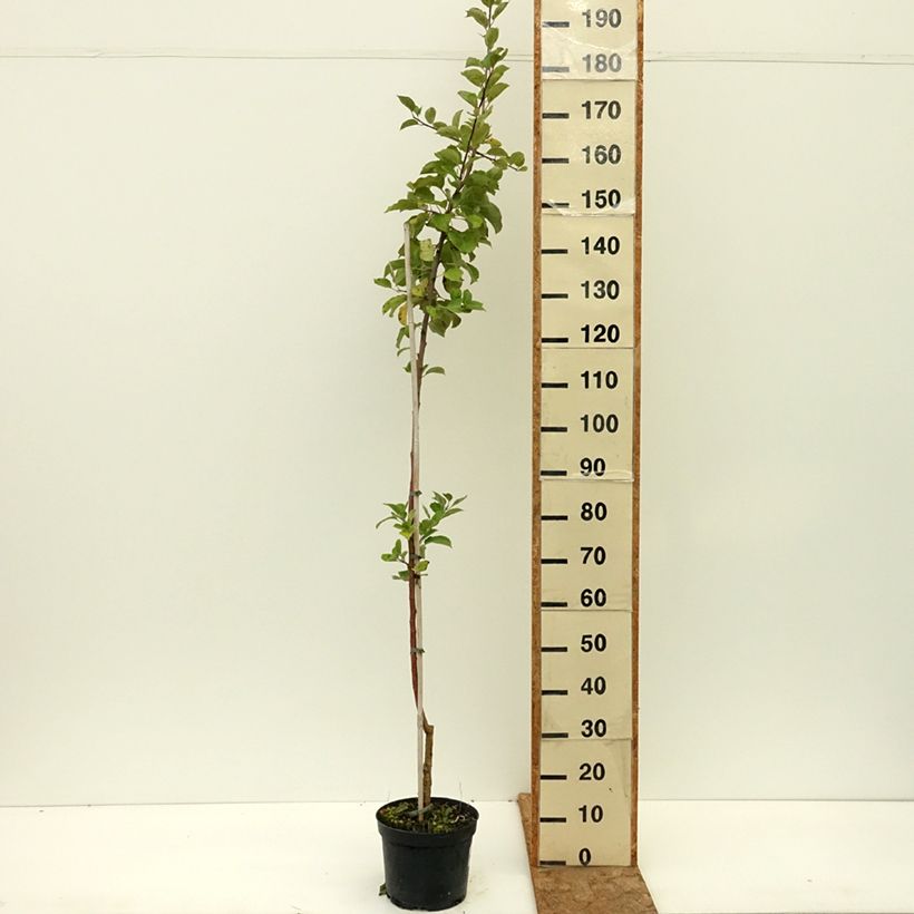 Apple Tree Truskawkowe Nietschnera - Malus domestica 4L/5L pot, Scion sample as delivered in summer