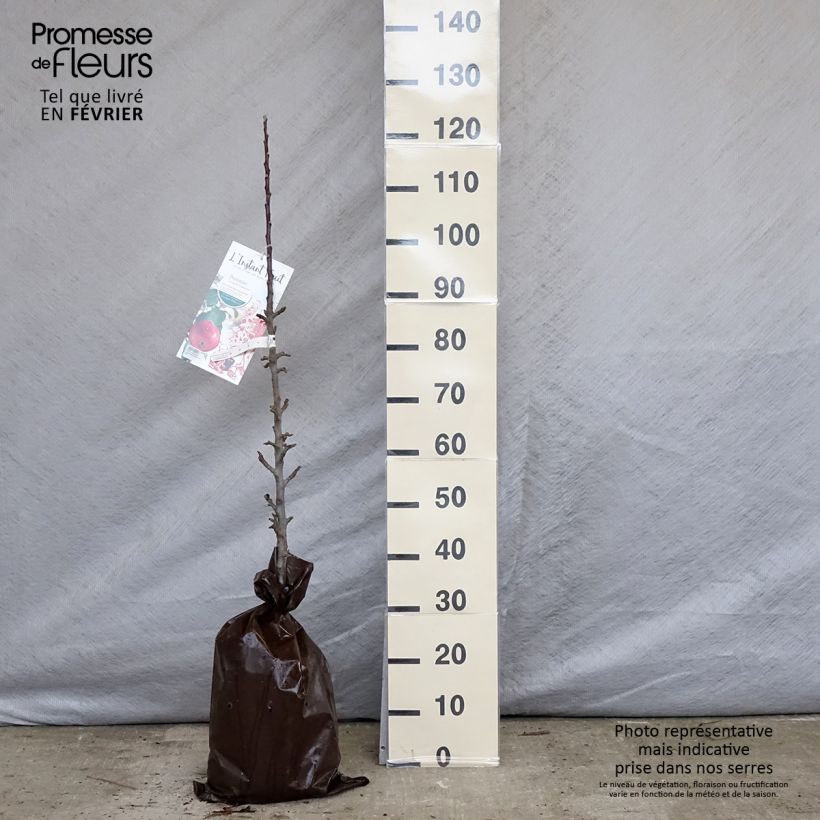 Columnar Apple Tree Vaux Le Vicomte - Georges Delbard Ready-to-plant root ball, Columnar sample as delivered in winter