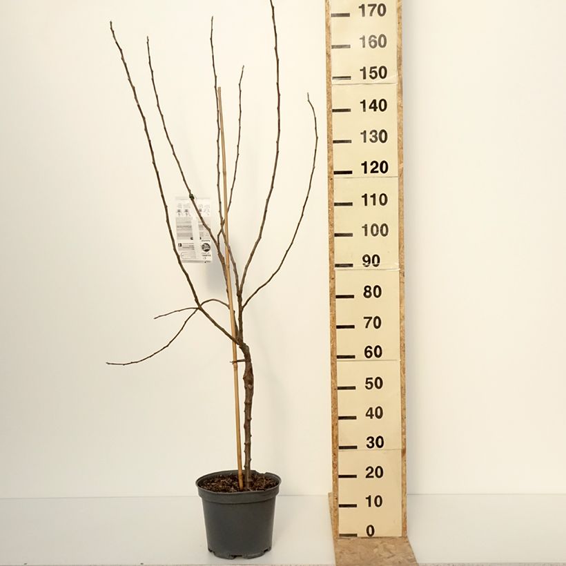 Apple Tree Winter Banana - Malus domestica 7.5L/10L pot, Goblet sample as delivered in winter