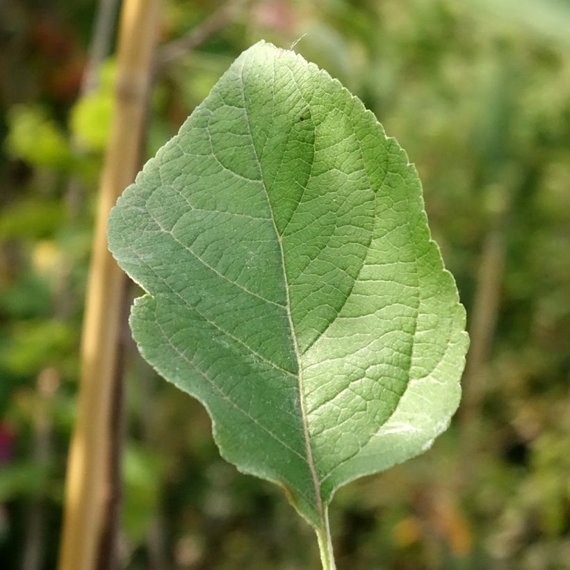 Apple Tree Złotka Kwidzyńska - Malus domestica (Foliage)