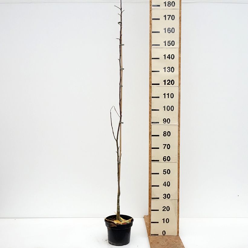 Apple Tree Złotka Kwidzyńska - Malus domestica 4L/5L pot, Scion sample as delivered in autumn