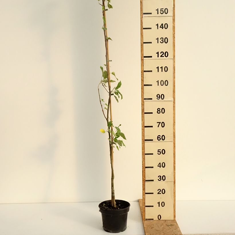 Malus domestica Złotka Kwidzyńska - Apple tree 4L/5L pot, Goblet sample as delivered in summer