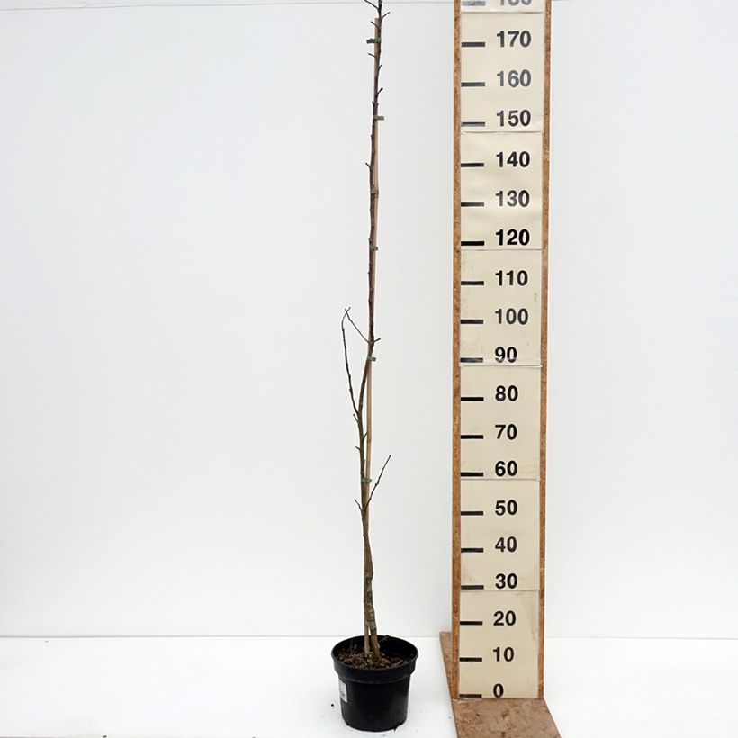 Apple Tree Złotka Kwidzyńska - Malus domestica 4L/5L pot, Scion sample as delivered in winter