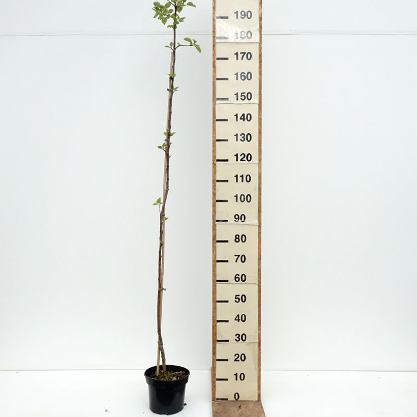 Apple Tree Złotka Kwidzyńska - Malus domestica 4L/5L pot, Scion sample as delivered in spring