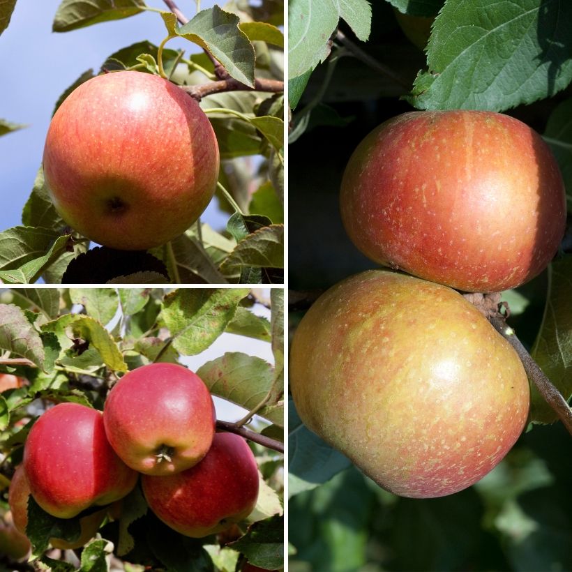 Triple apple tree - Malus domestica Elstar, Jonagold and Red Boskoop (Harvest)