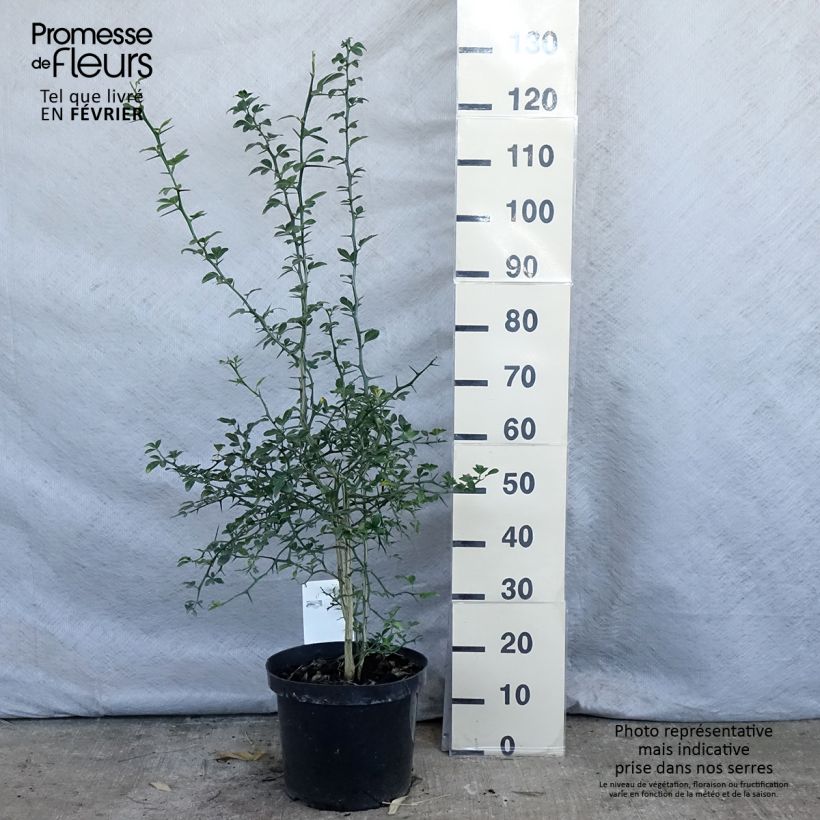 Poncirus trifoliata 7.5L/10L pot sample as delivered in winter
