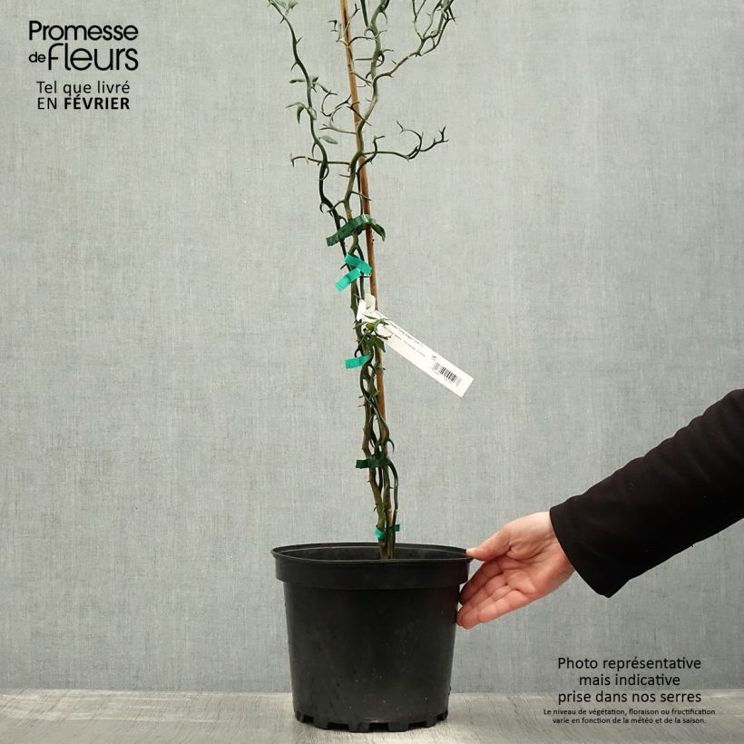 Poncirus trifoliata Flying Dragon 2L/3L pot sample as delivered in winter