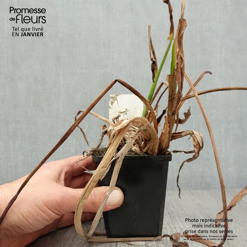 Pontederia lanceolata 8/9 cm pot sample as delivered in winter