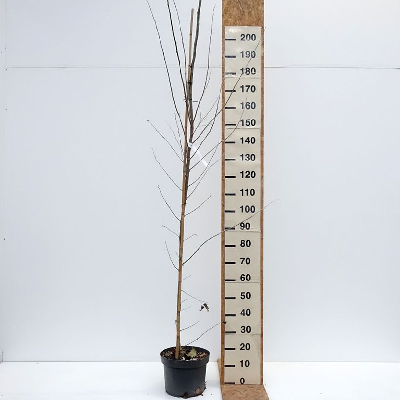 Populus alba - White Poplar 7.5L/10L pot sample as delivered in autumn