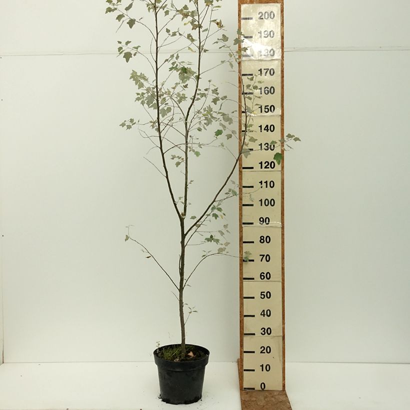 Populus alba Richardii - White Poplar 4L/5L pot sample as delivered in summer