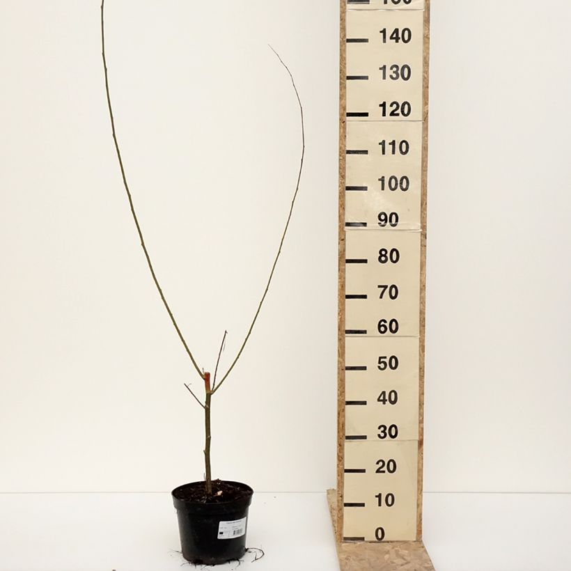 Populus alba Richardii - White Poplar 4L/5L pot sample as delivered in winter