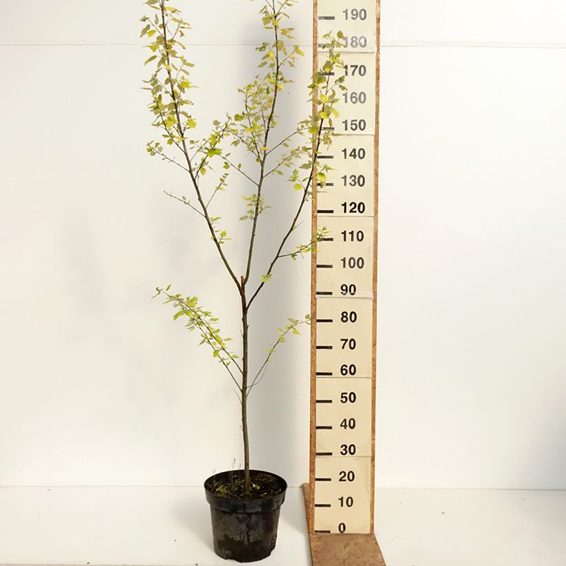 Populus alba Richardii - White Poplar 4L/5L pot sample as delivered in spring