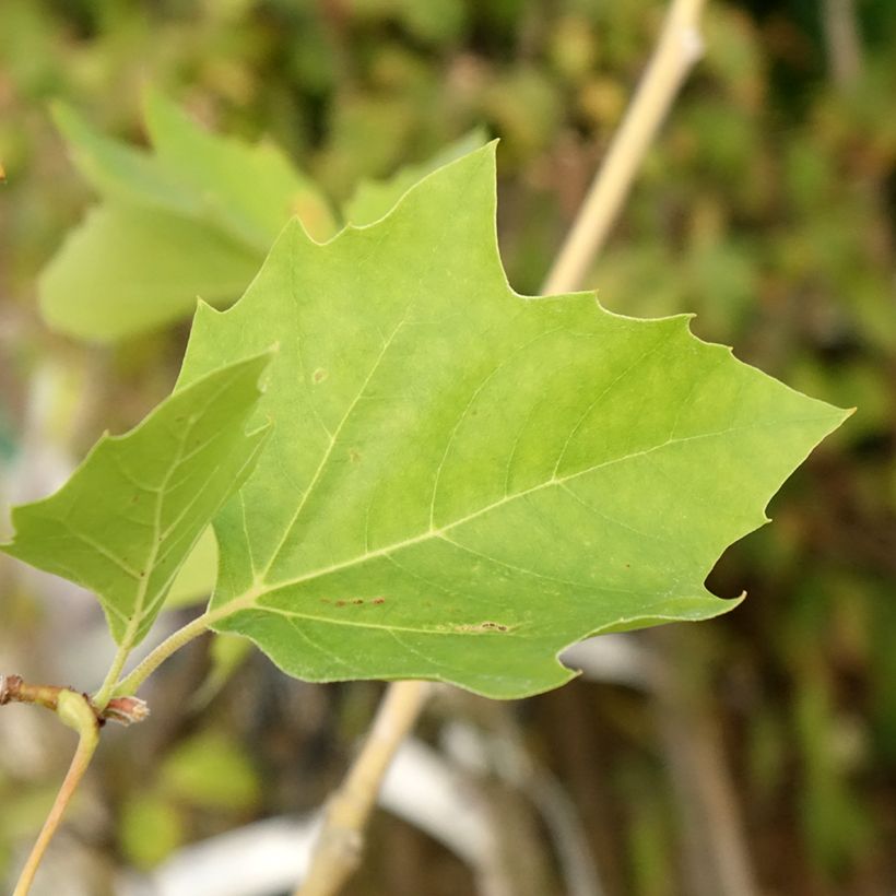 Populus nigra Lombardy Gold - Black Poplar (Foliage)