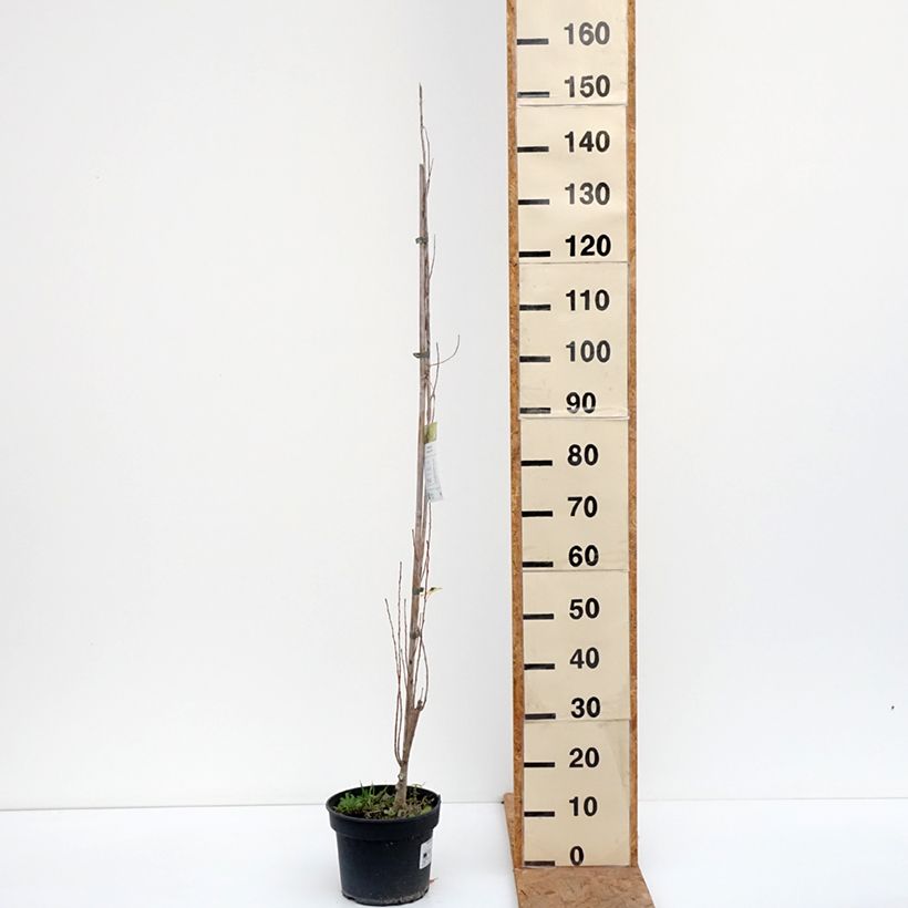 Populus nigra Lombardy Gold - Black Poplar 3L/4L pot sample as delivered in autumn