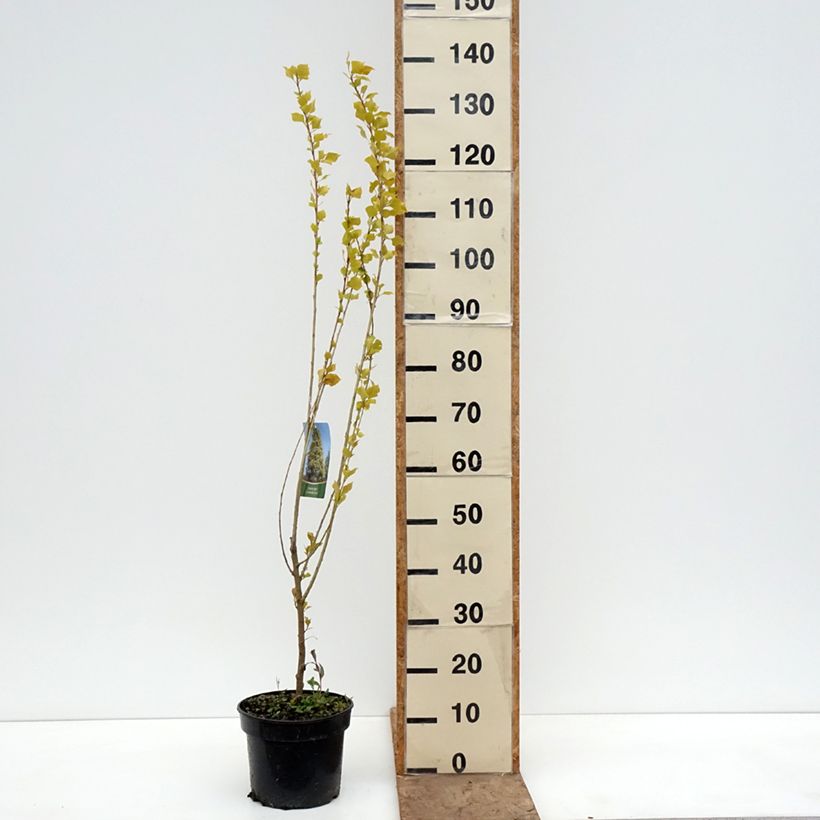 Populus nigra Lombardy Gold - Black Poplar 3L/4L pot sample as delivered in spring