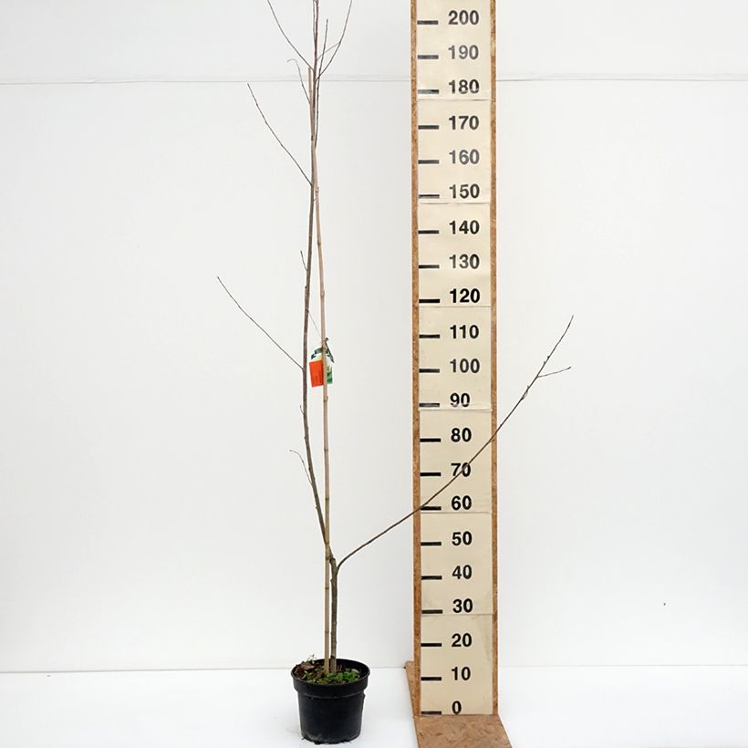 Populus x canadensis Serotina Aurea - Canadian Poplar 4L/5L pot sample as delivered in autumn