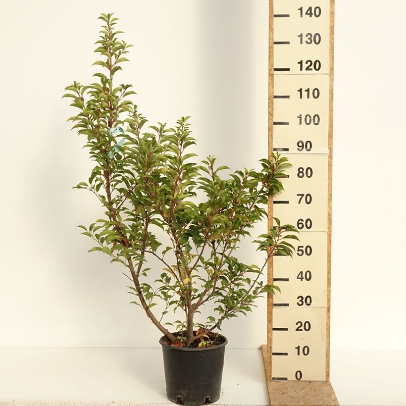 Populus x canadensis Serotina Aurea - Canadian Poplar 4L/5L pot sample as delivered in summer