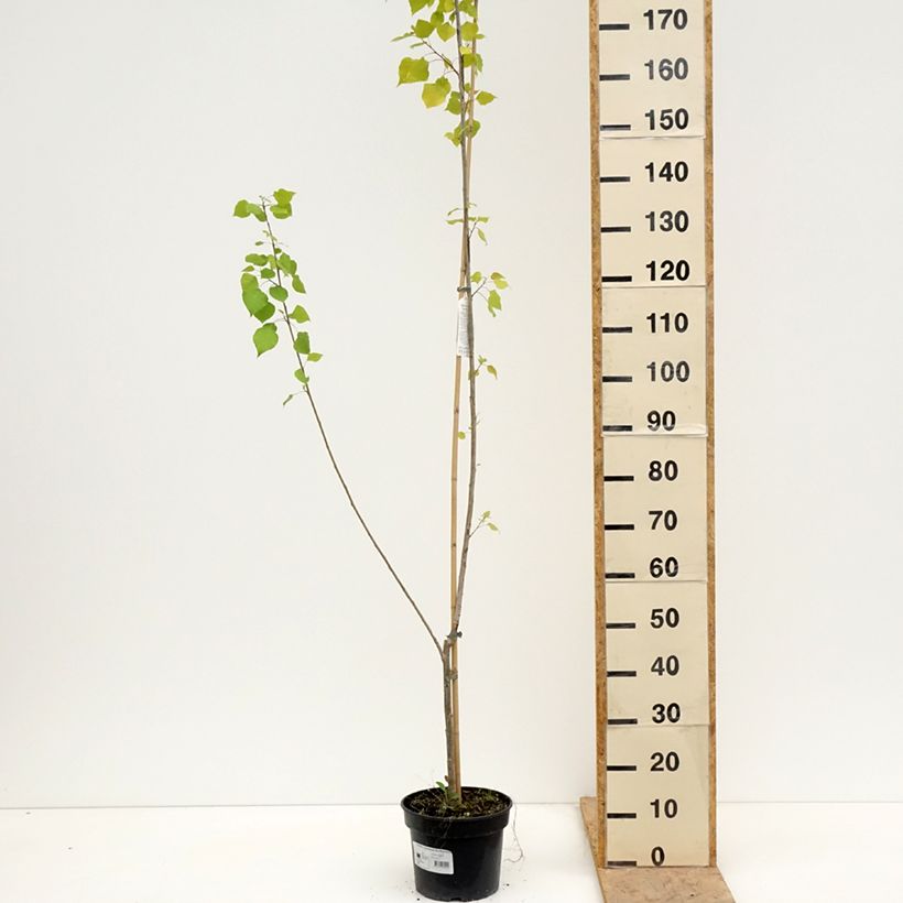 Populus x canadensis Serotina Aurea - Canadian Poplar 4L/5L pot sample as delivered in spring