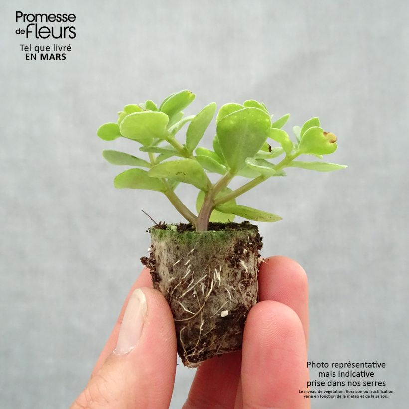 Portulaca oleracea Pazzaz Nano Yellow Twist Plug plant 3/4cm sample as delivered in spring