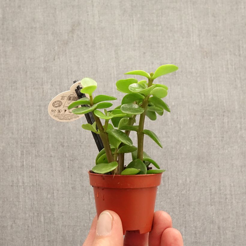 Portulacaria afra Variegata mini plant sample as delivered in spring