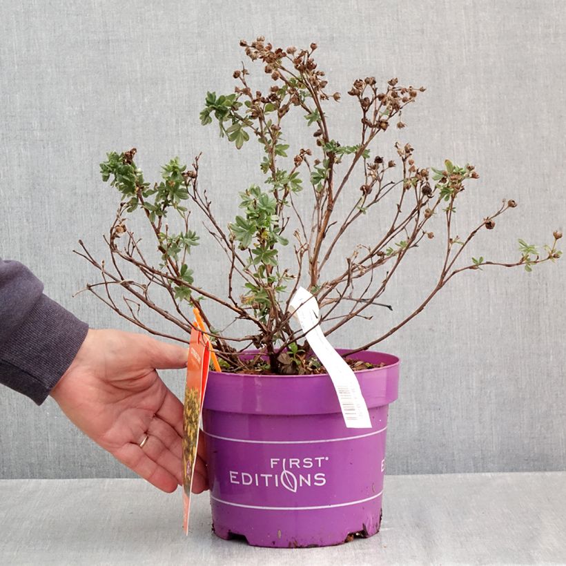 Potentilla fruticosa Citrus Tart - Shrubby Cinquefoil 2L/3L pot sample as delivered in autumn