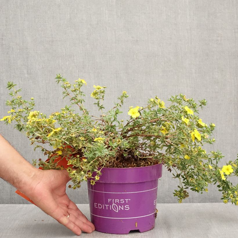 Potentilla fruticosa Citrus Tart - Shrubby Cinquefoil 2L/3L pot sample as delivered in summer