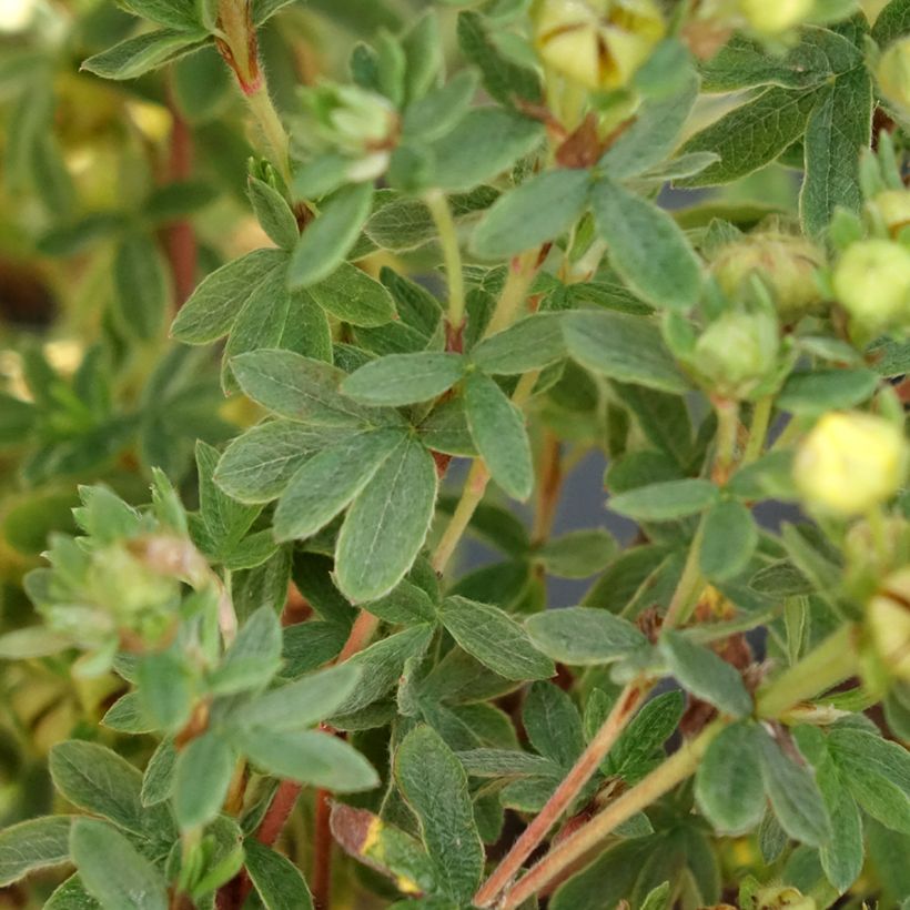 Potentilla fruticosa Citrus Tart - Shrubby Cinquefoil (Foliage)
