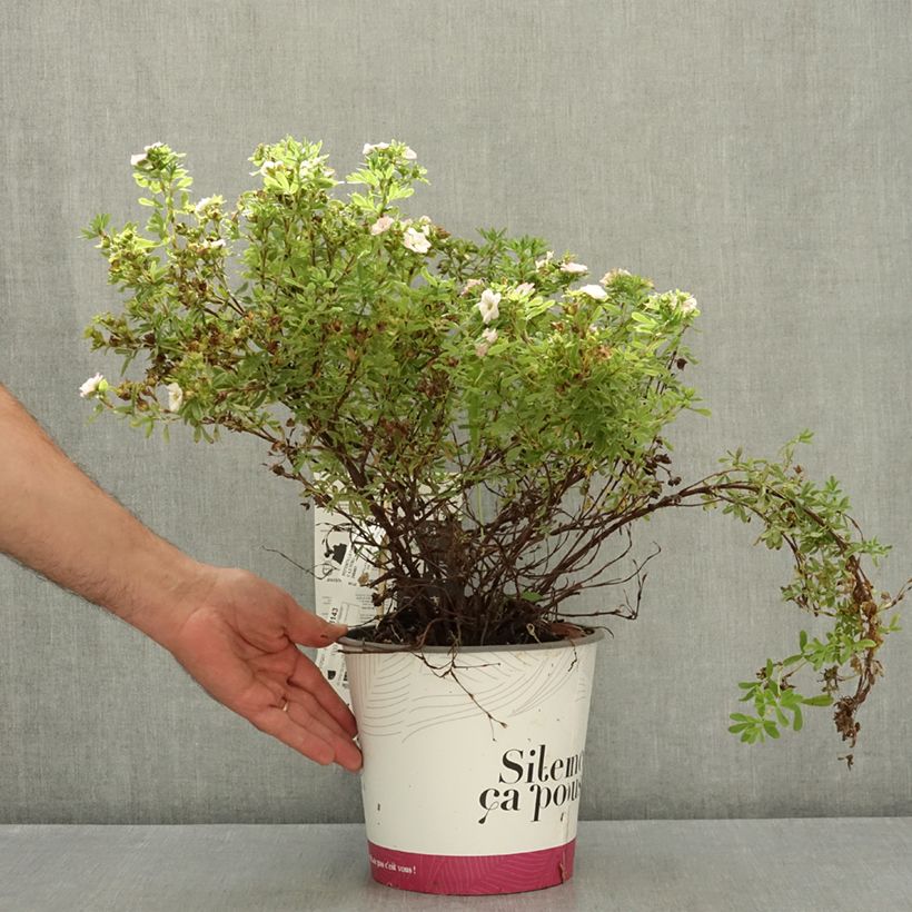 Potentilla fruticosa Double Punch Pink - Shrubby cinquefoil 4L/5L pot sample as delivered in summer