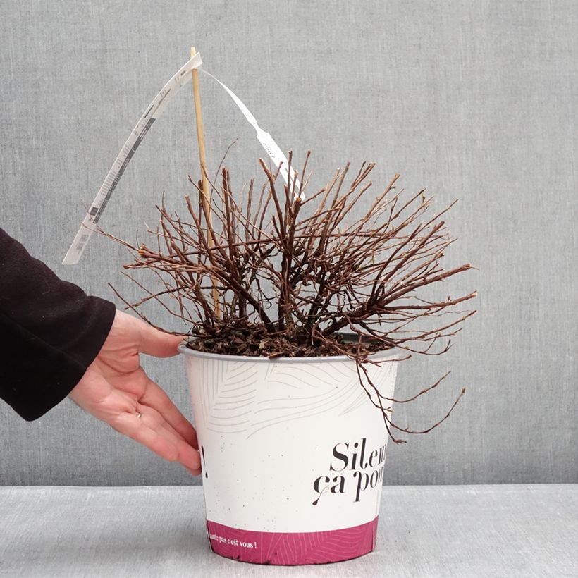Potentilla fruticosa Double Punch Pink - Shrubby cinquefoil 4L/5L pot sample as delivered in winter