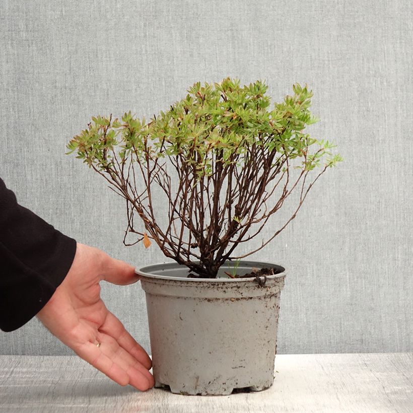 Potentilla fruticosa Lovely Pink - Shrubby Cinquefoil 1.5L/2L pot sample as delivered in spring