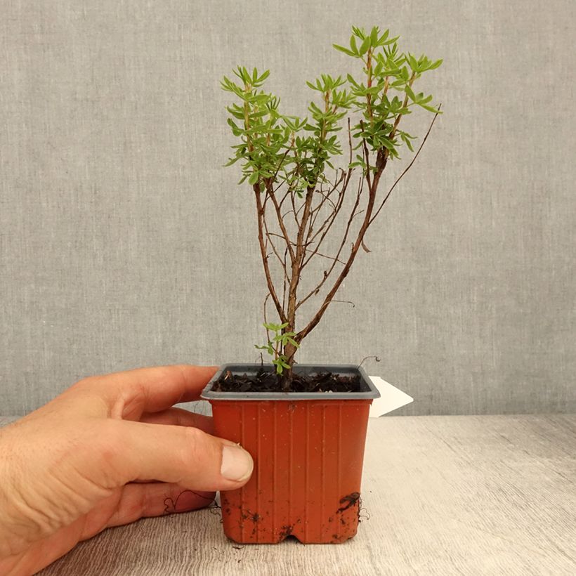 Potentilla fruticosa Mango Tango - Shrubby Cinquefoil 8/9 cm pot sample as delivered in spring