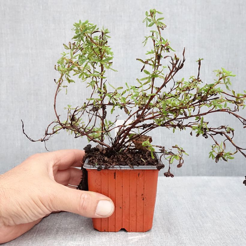 Potentilla fruticosa Marian Red Robin - Shrubby Cinquefoil 8/9 cm pot sample as delivered in autumn
