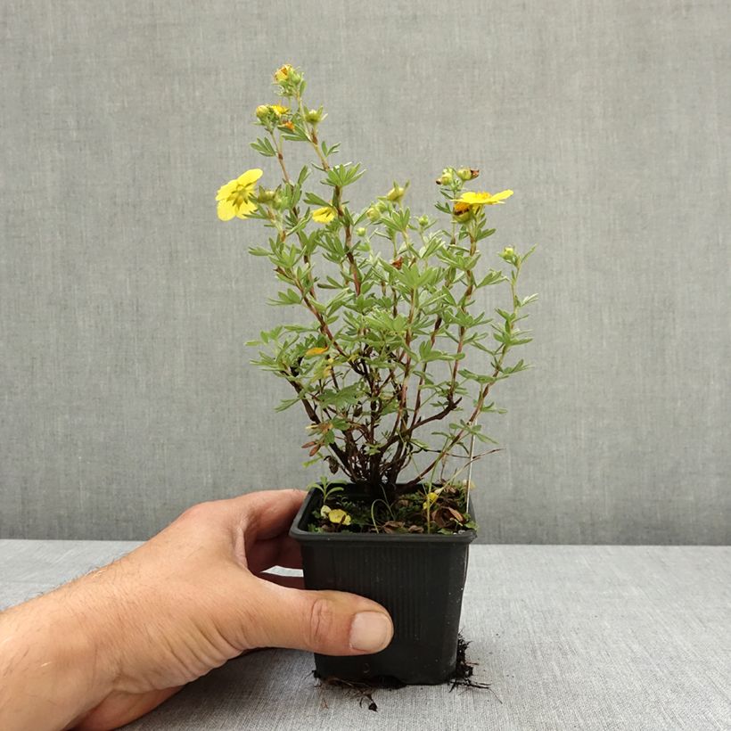 Potentilla fruticosa Sommerflor - Shrubby Cinquefoil 8/9 cm pot sample as delivered in spring