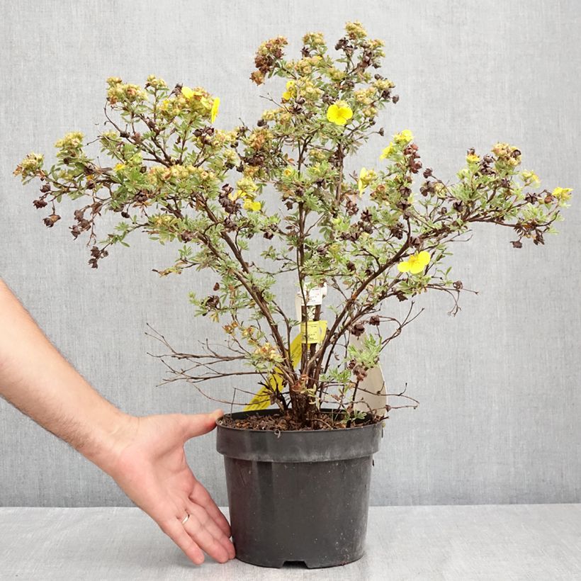Potentilla fruticosa Sommerflor - Shrubby Cinquefoil 2L/3L pot sample as delivered in summer