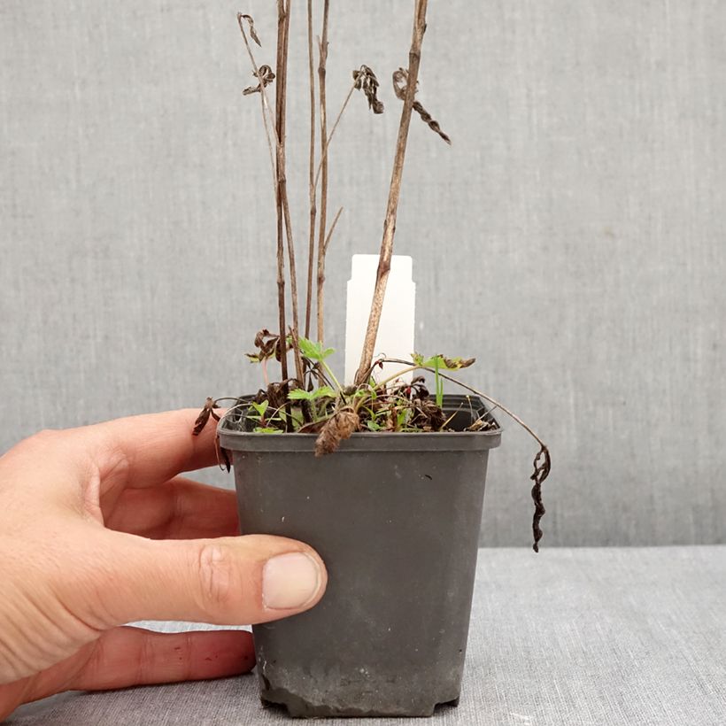 Potentilla recta Warrenii - Cinquefoil 8/9 cm pot sample as delivered in autumn